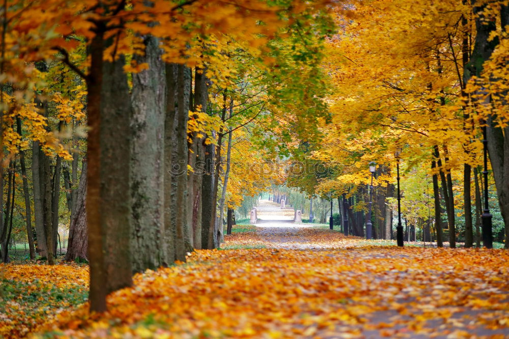 Similar – Es ist Herbst schön Umwelt