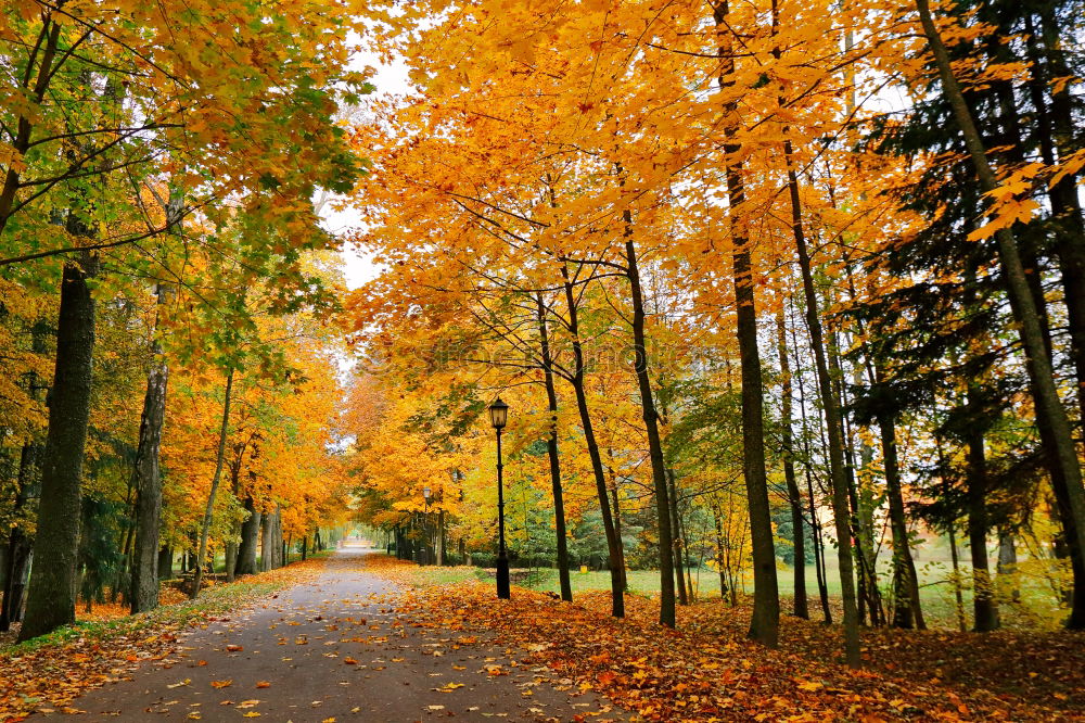 Similar – Autumn Blatt Baum braun