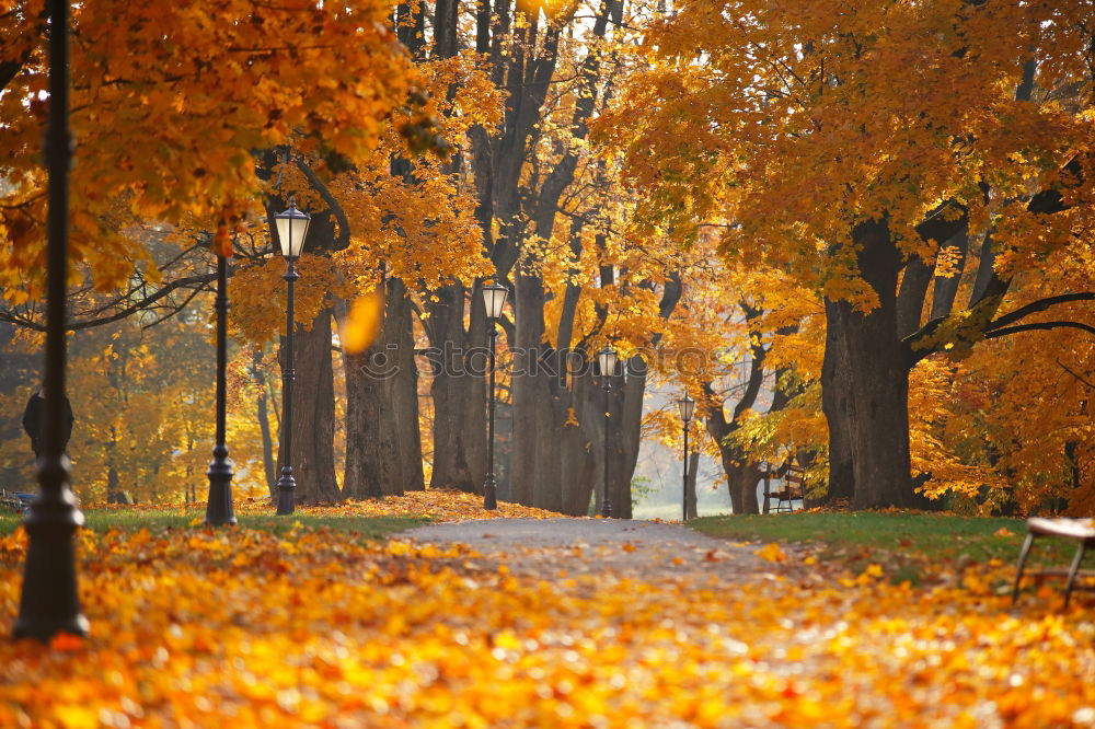 Similar – Es ist Herbst schön Umwelt