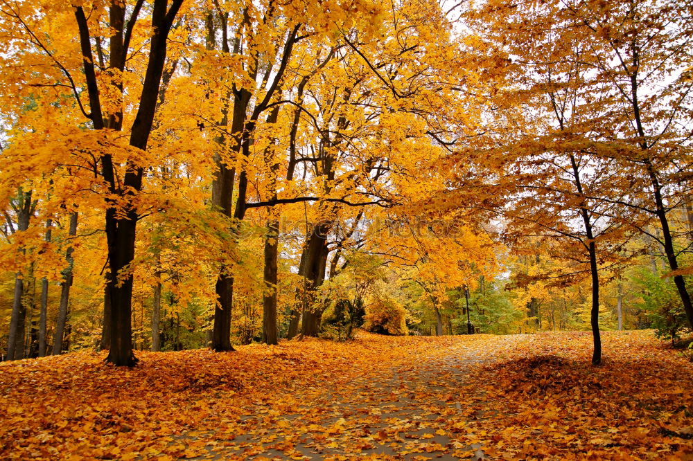 Similar – Image, Stock Photo Orange autumn colors in the forest