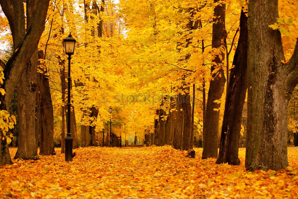 Similar – Autumn October colorful park