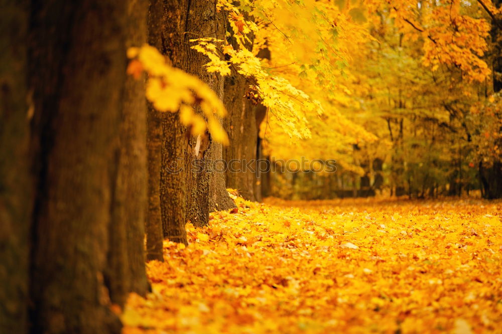 Similar – Cross with autumnal leaves in the background