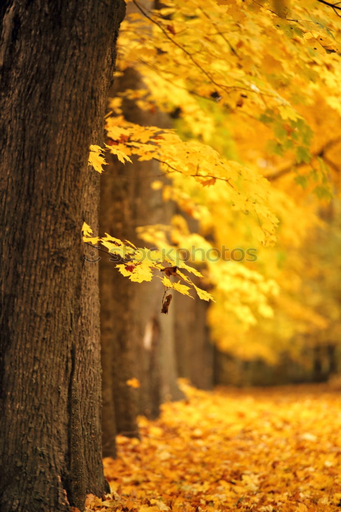 Similar – Foto Bild abgasantikörper Baum