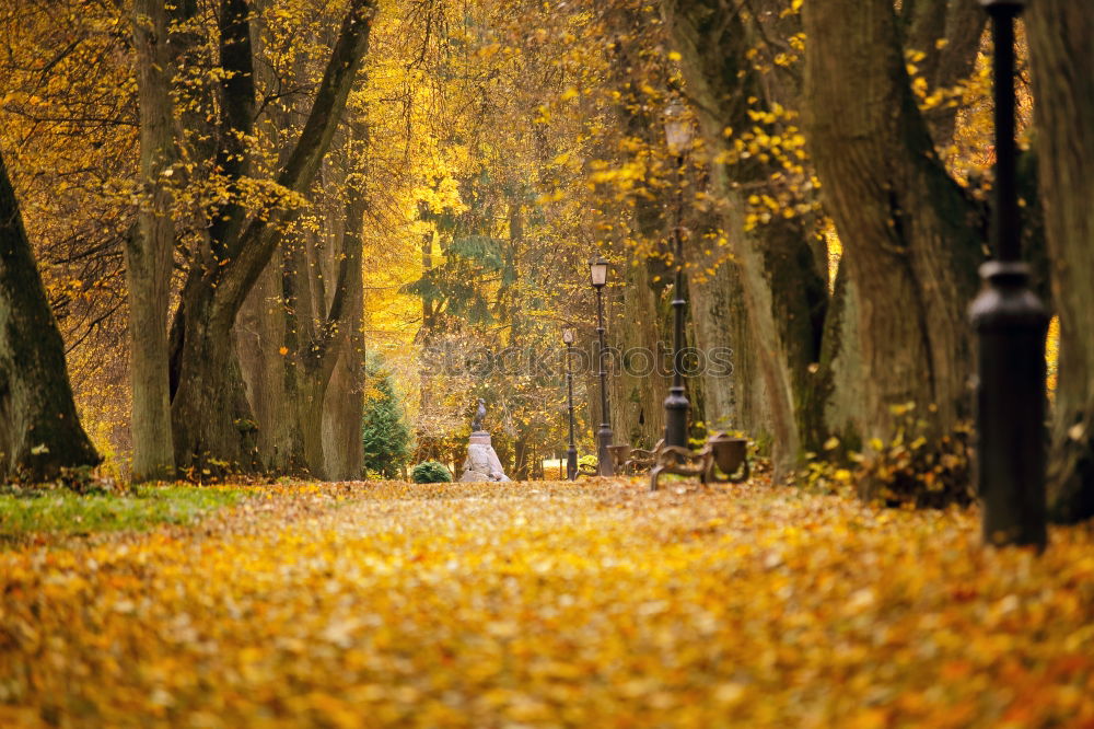 Similar – unter kronen radeln Baum