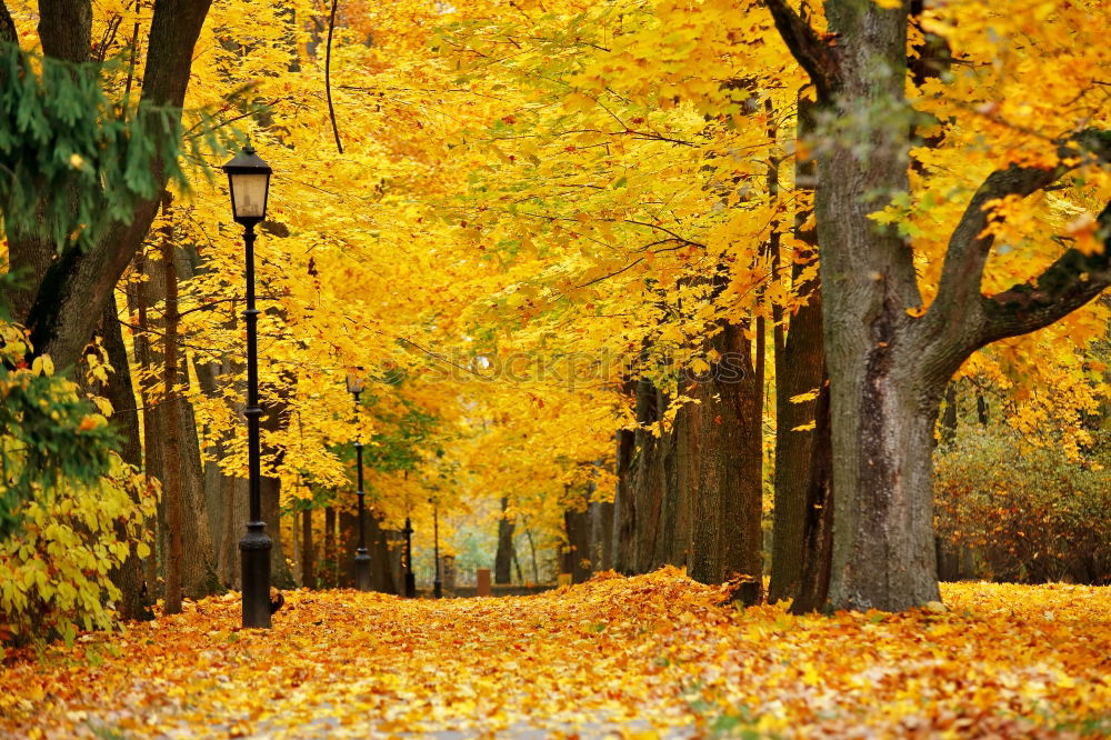 Similar – Es ist Herbst schön Umwelt