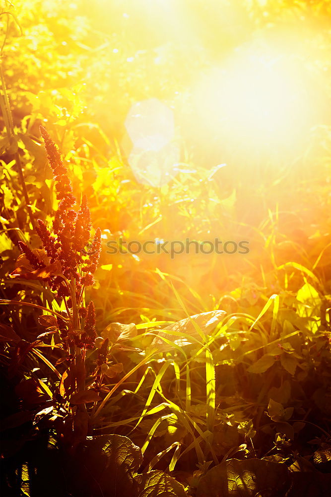 Similar – Image, Stock Photo Beautiful sunlight on a natural background