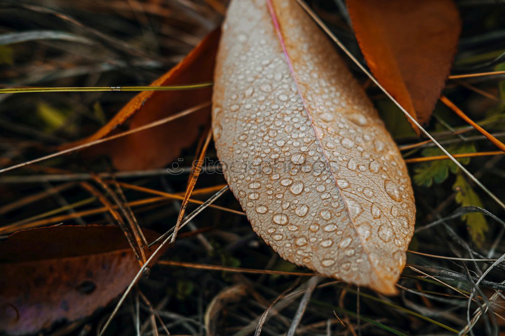 Similar – Autumn Herbst Blatt