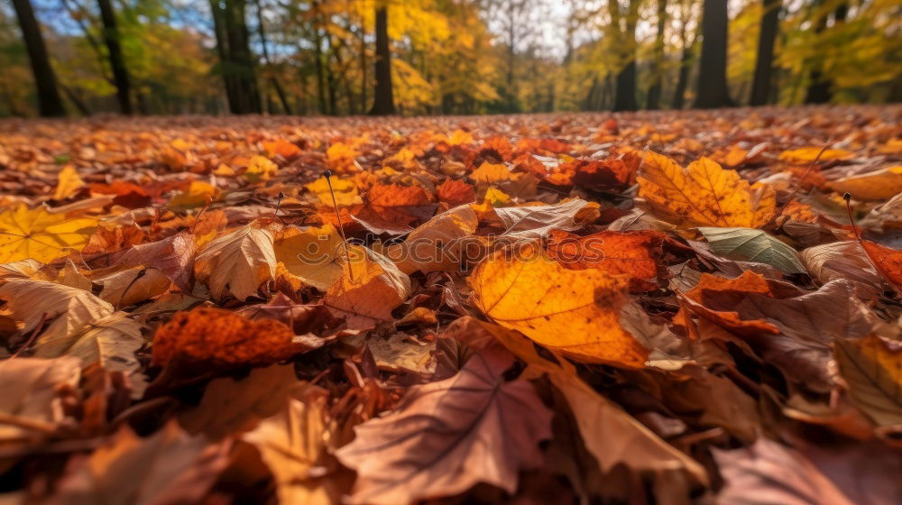 Similar – Image, Stock Photo Autumn coloured foliage on the ground