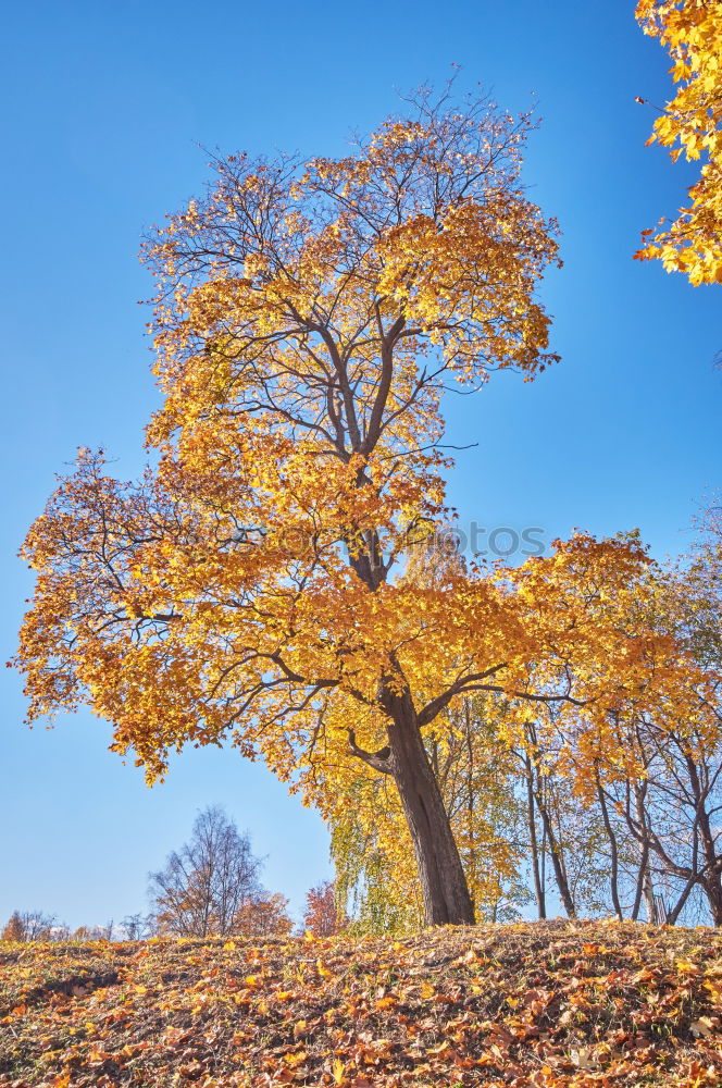 Similar – Single pair of trees in autumn foliage