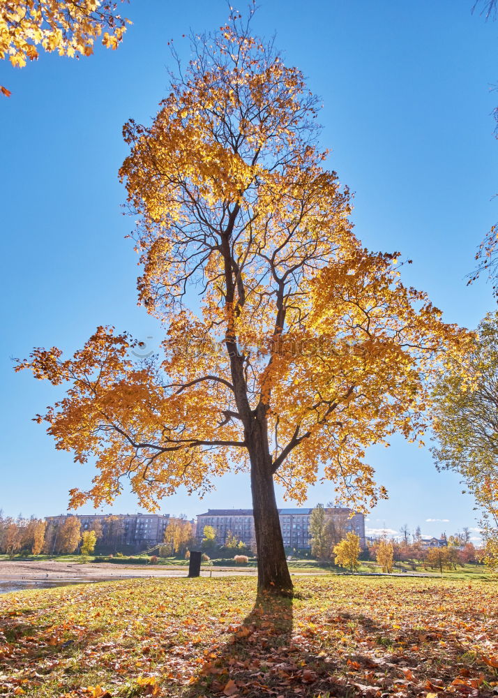 Similar – Single pair of trees in autumn foliage