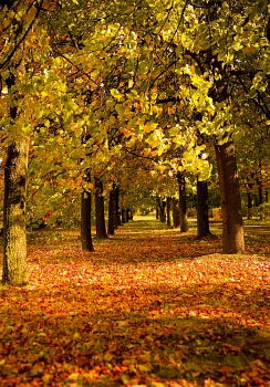 Similar – unter kronen radeln Baum