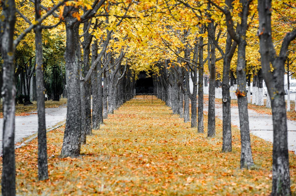 Similar – Image, Stock Photo accurateness Landscape