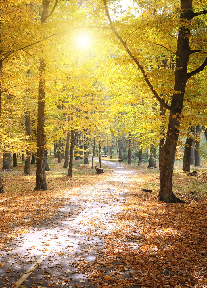 Similar – Autumn trail in yellow forest