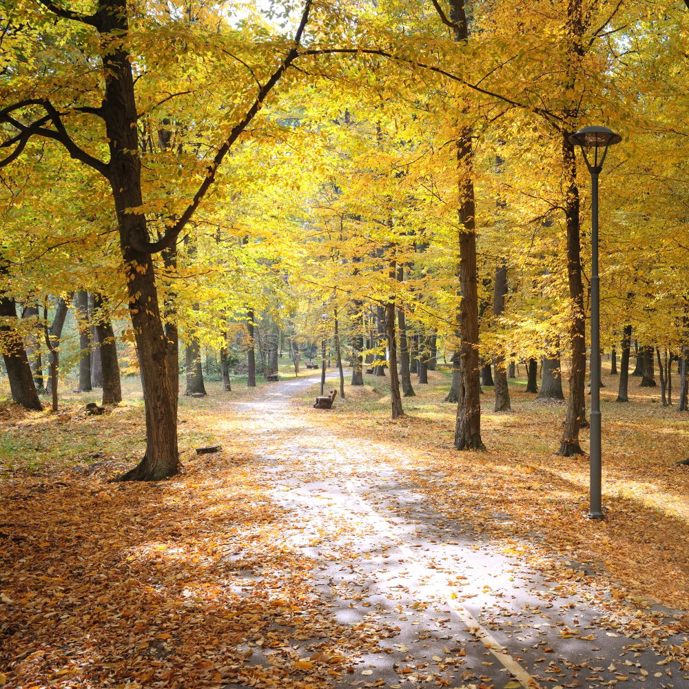 Similar – autumn forest trail