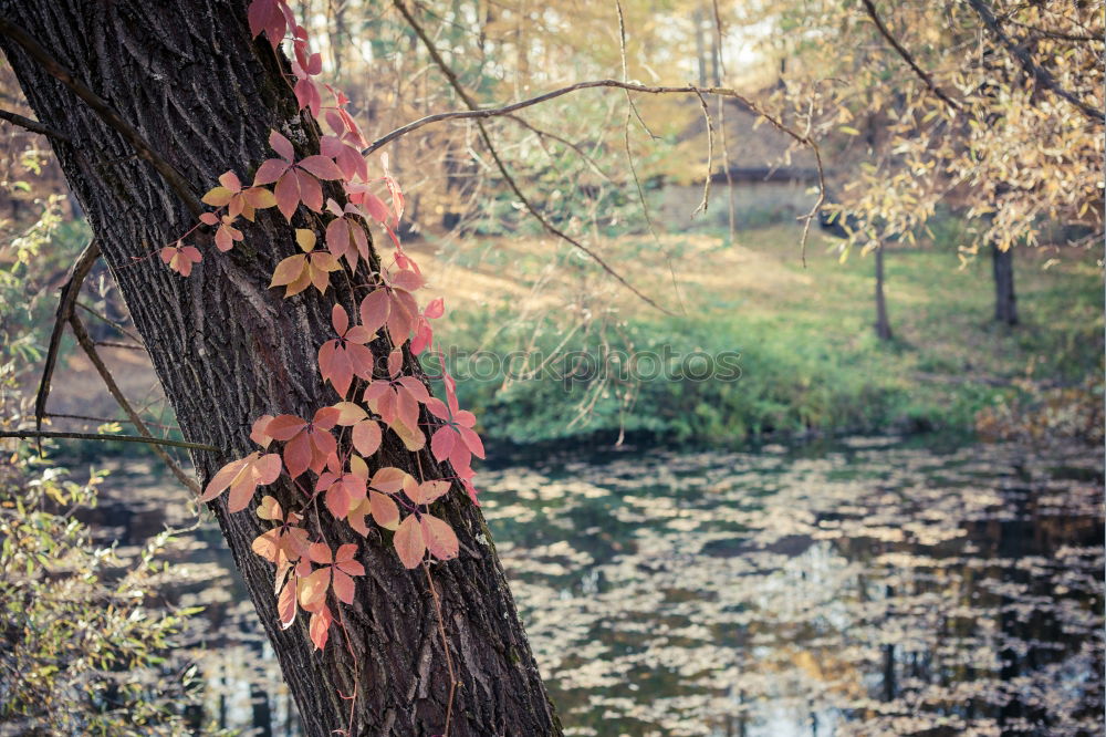 Similar – Colorful trees by a small pond in the fall