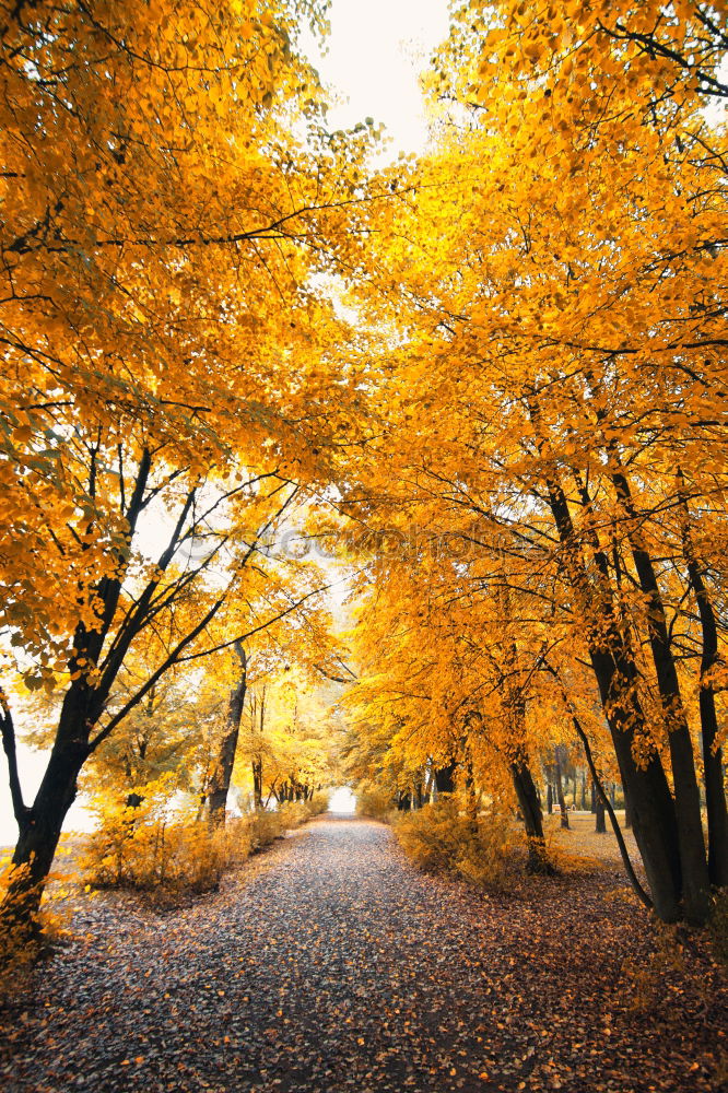 Similar – Image, Stock Photo Orange autumn colors in the forest