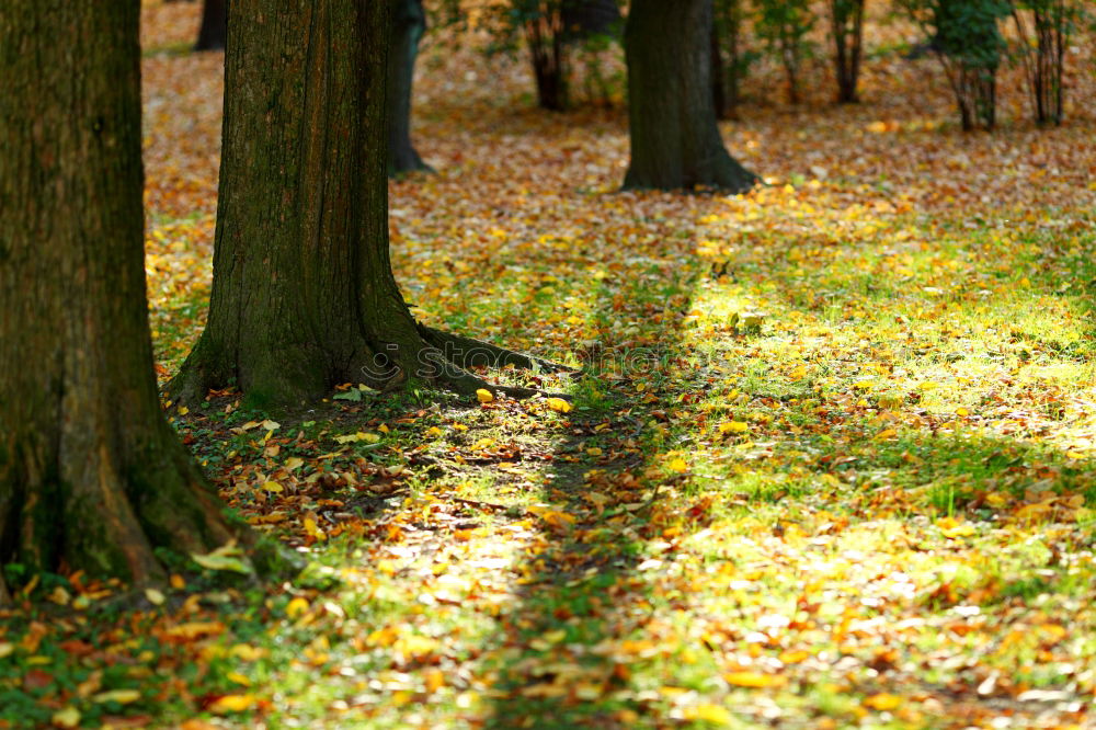 Similar – Image, Stock Photo Pathway and a bench in an autumn forest