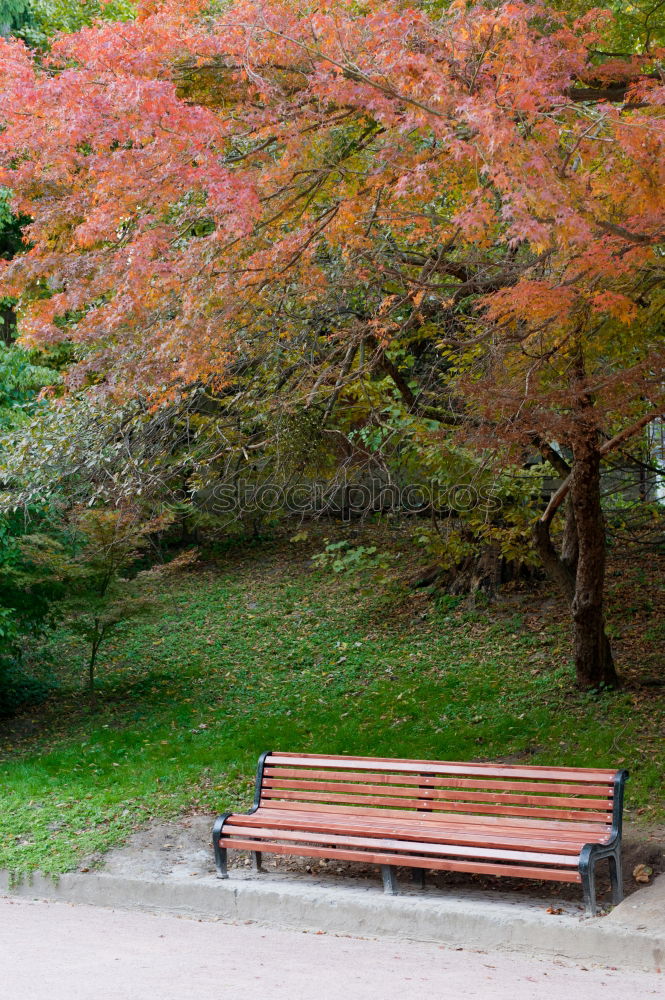 Park bench in the fall at Lago Ledro