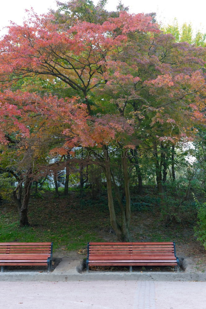 Similar – Park bench in the fall at Lago Ledro