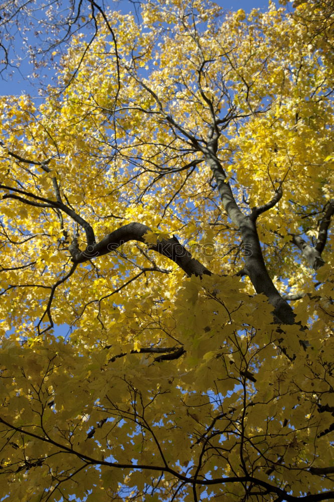 Similar – Jahreszeitgemäß Natur