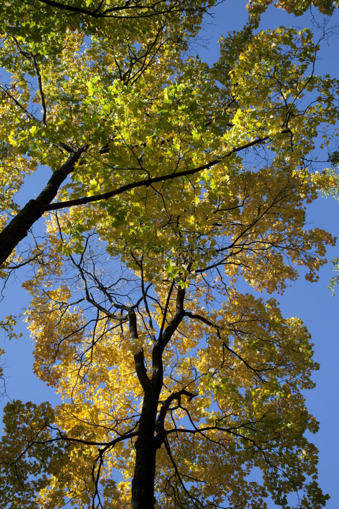 Similar – Jahreszeitgemäß Natur