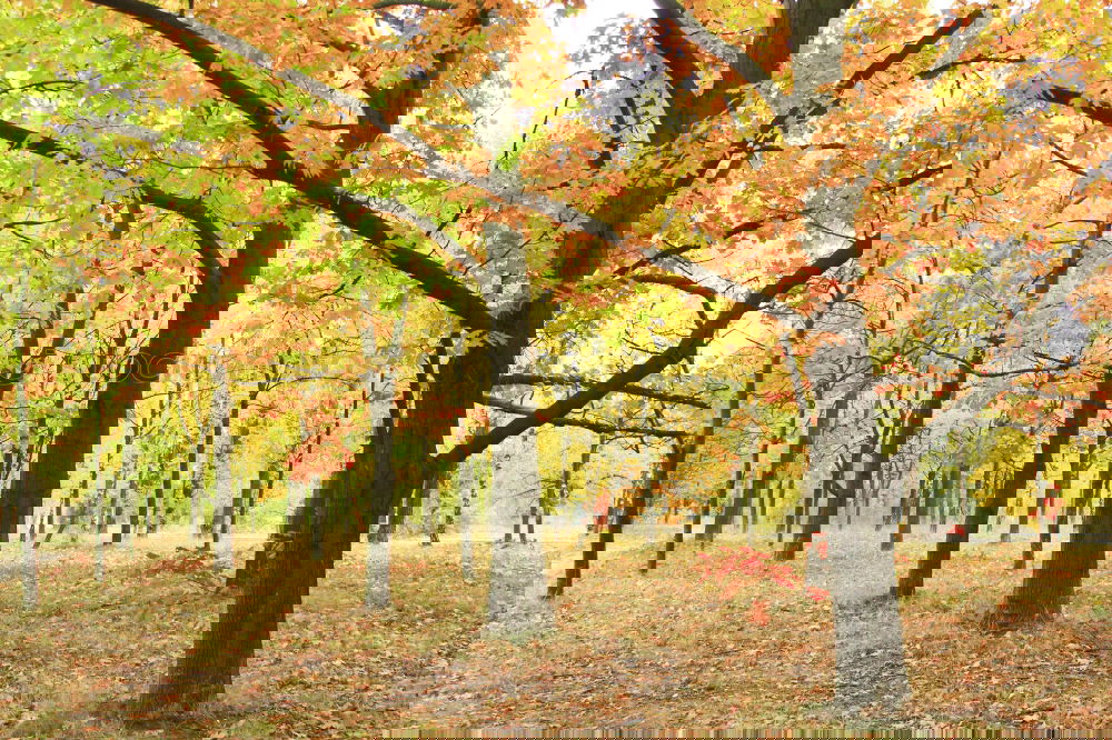 Similar – Foto Bild „auf dem Holzweg!!“
