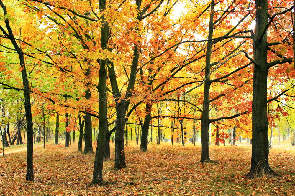 Similar – Beautiful fallen park in the forest