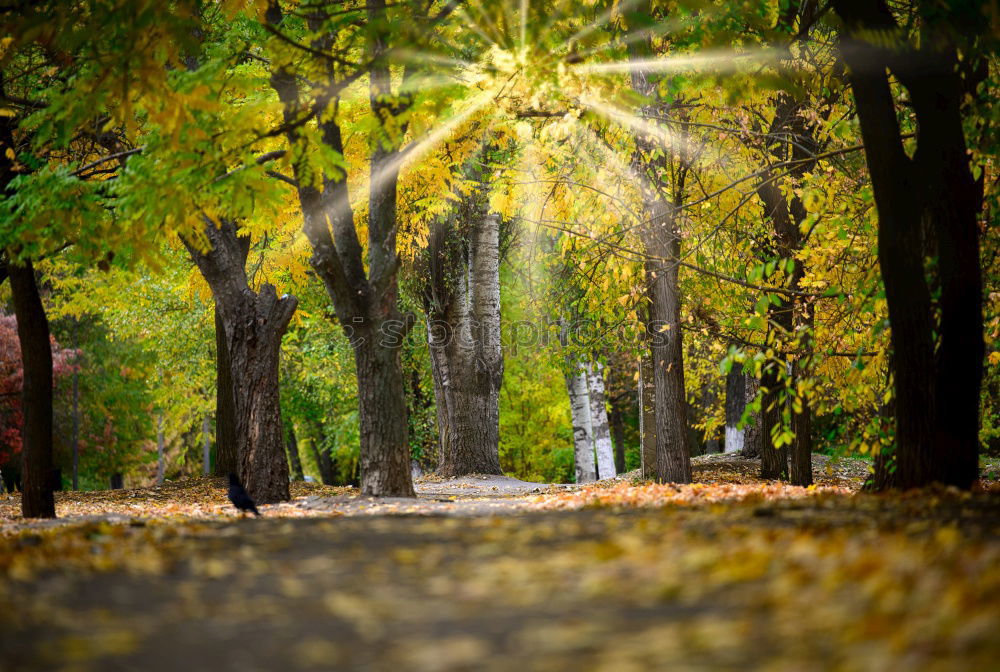 Similar – Abendstimmung Baum Park