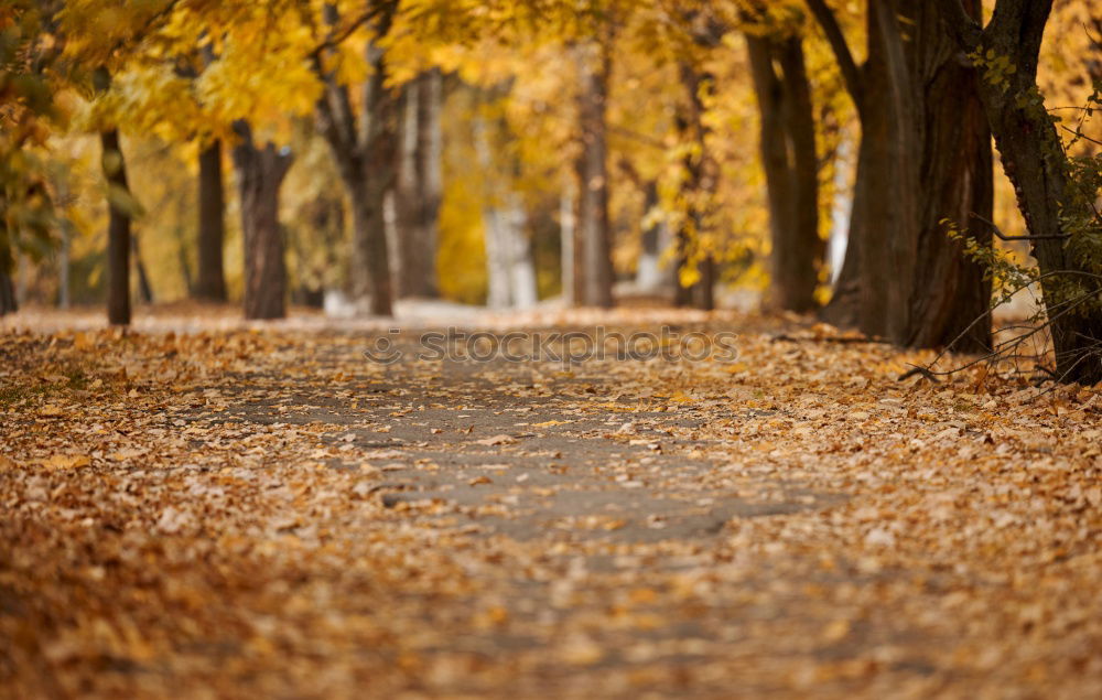 Similar – Und dann bin  ich mit dem Fahrrad in die Natur gefahren und machte ein Foto vom Herbstwald und da sah ich: das Vorderrad war teilweise mit aufs Bild gekommen