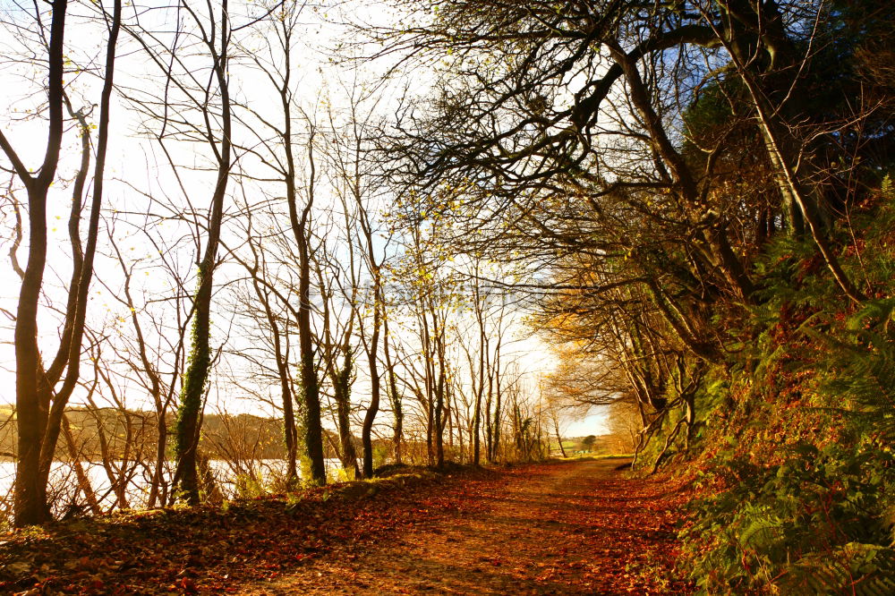 Similar – Foto Bild Gegenwind Wald Laubwald