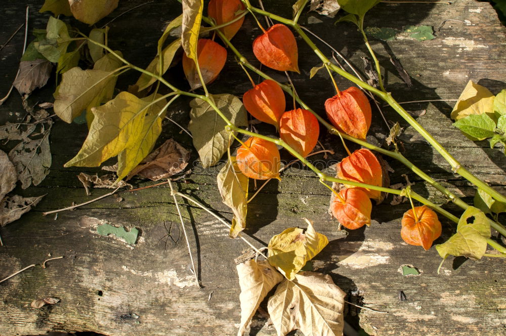 Similar – Background with garland of autumn leaves and berries