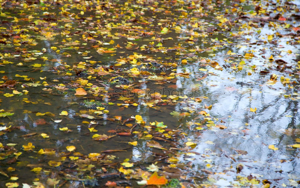 Similar – Image, Stock Photo Worst Autumn ever Leaf