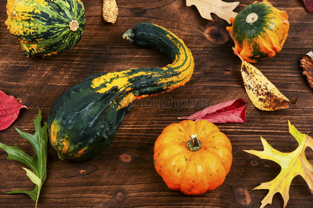 Similar – Autumn decoration with pumpkin, rose hip and coloured foliage