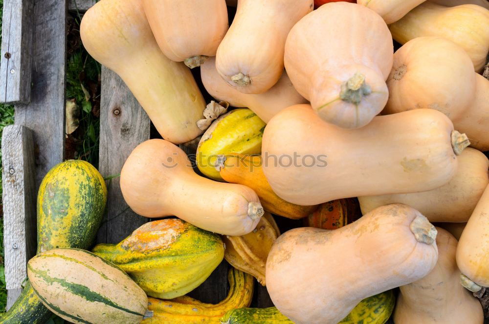 Similar – Image, Stock Photo Fresh pumpkin harvested by hand