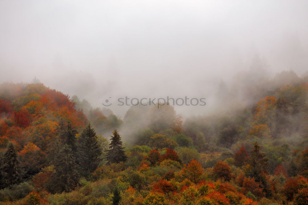 Similar – Image, Stock Photo Palatinate Forest Nature