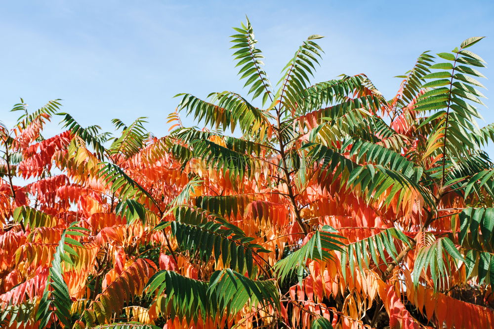 Similar – Discolouration Baum Blatt