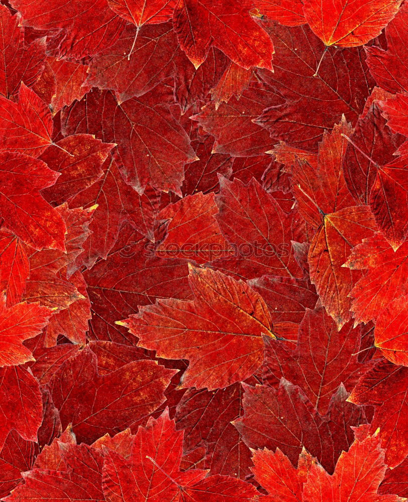 Similar – red october Leaf Red