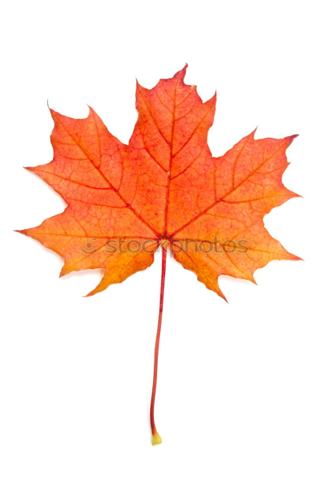 Similar – Image, Stock Photo one yellow dry leaf of a maple on a red background