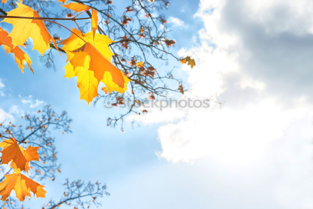 Similar – Herbstfoto Natur Himmel