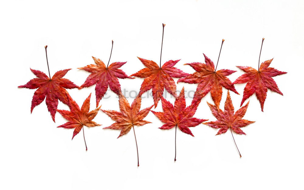 Similar – Image, Stock Photo red october Colour photo