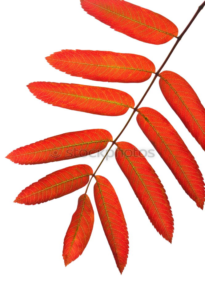 Similar – Autumn colors leaf