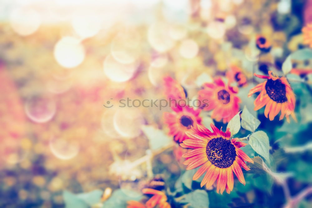 Similar – Image, Stock Photo of bees and flowers Joy