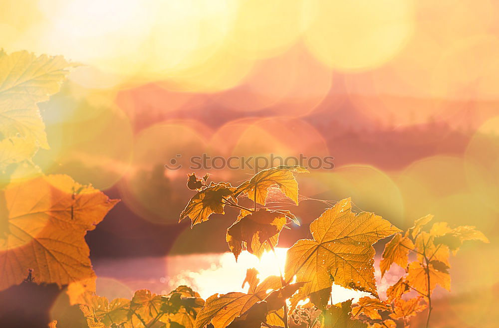 Similar – Image, Stock Photo autumn colours Nature