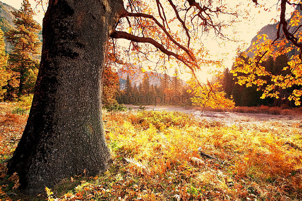 Similar – autumn trunk Autumn Tree