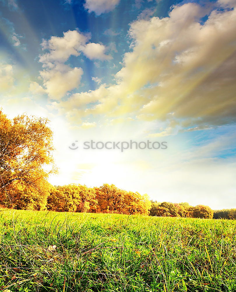 Similar – Image, Stock Photo naturally blonde