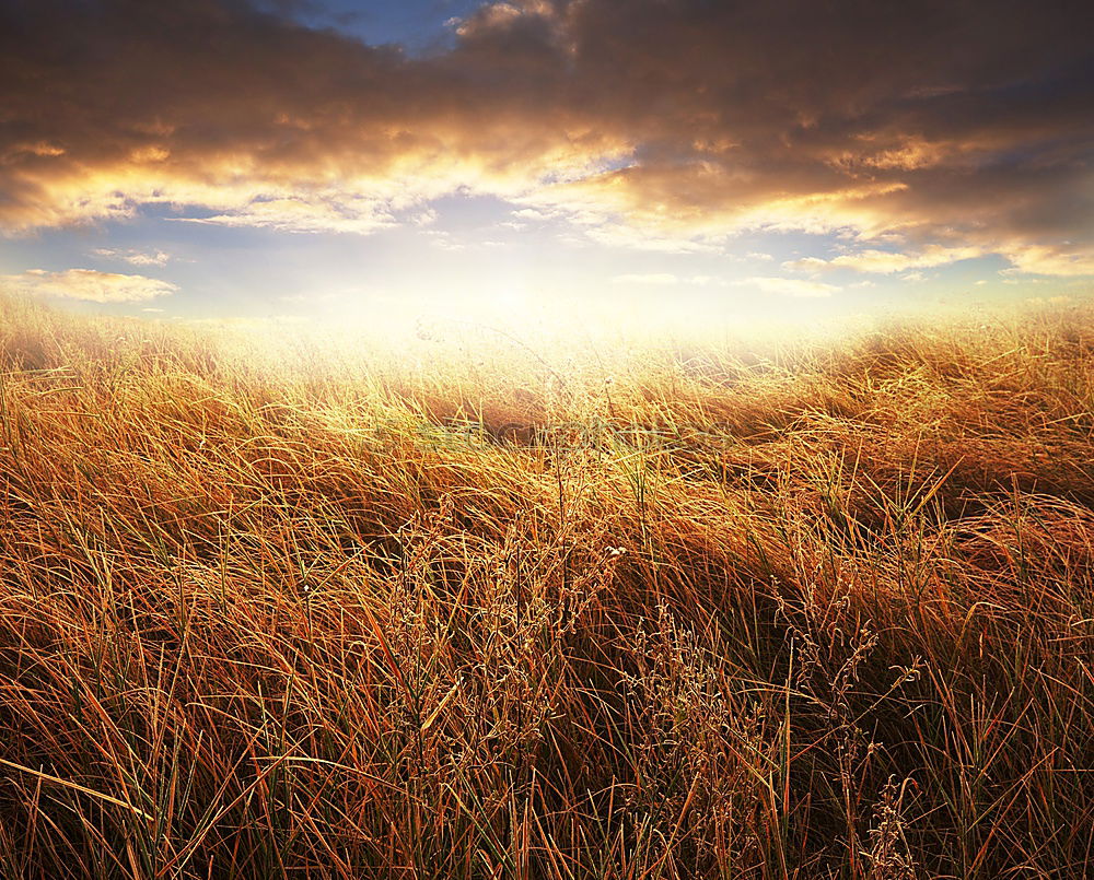 Similar – Image, Stock Photo prickly flowers in the golden sun