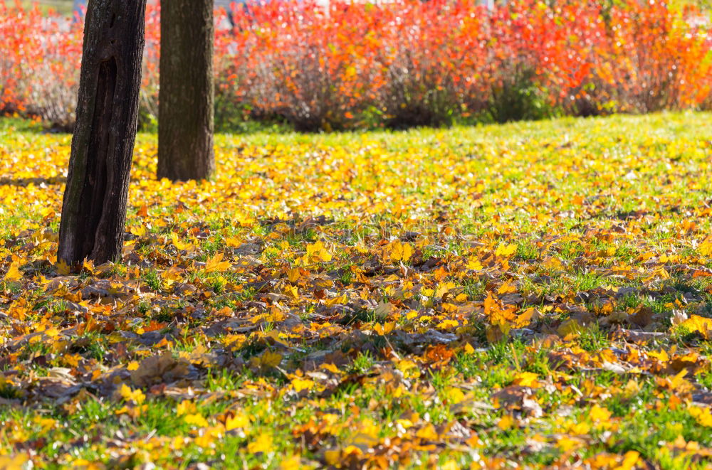 Similar – Image, Stock Photo Golden Autumn Leaf