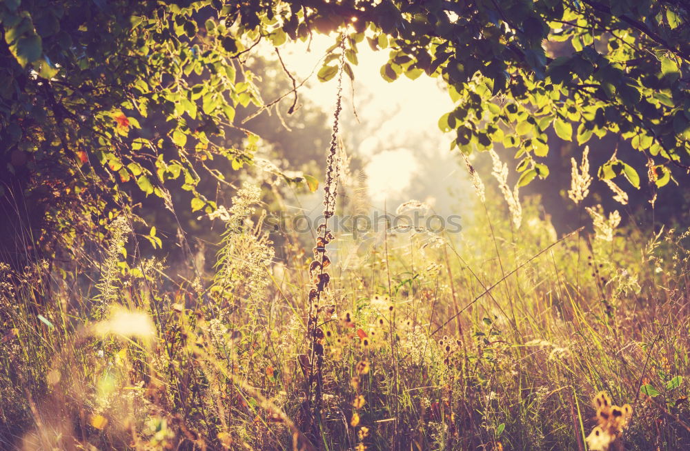 Similar – Image, Stock Photo stair floret Environment