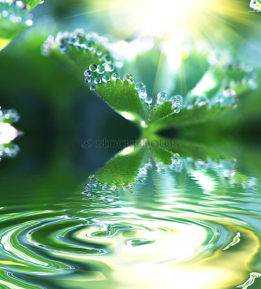 Similar – Image, Stock Photo frozen flora Plant Winter