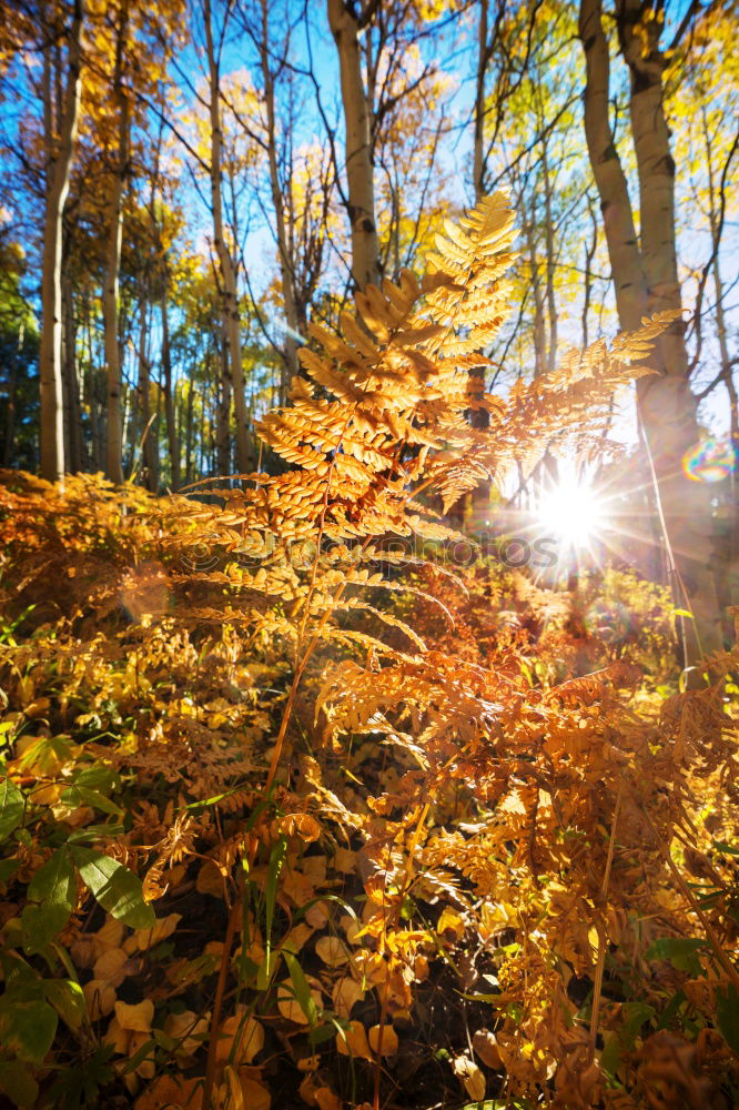 Similar – Image, Stock Photo autumn outlook